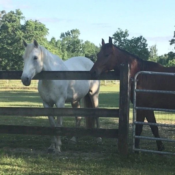 white horse and brown horse looking over wood fence