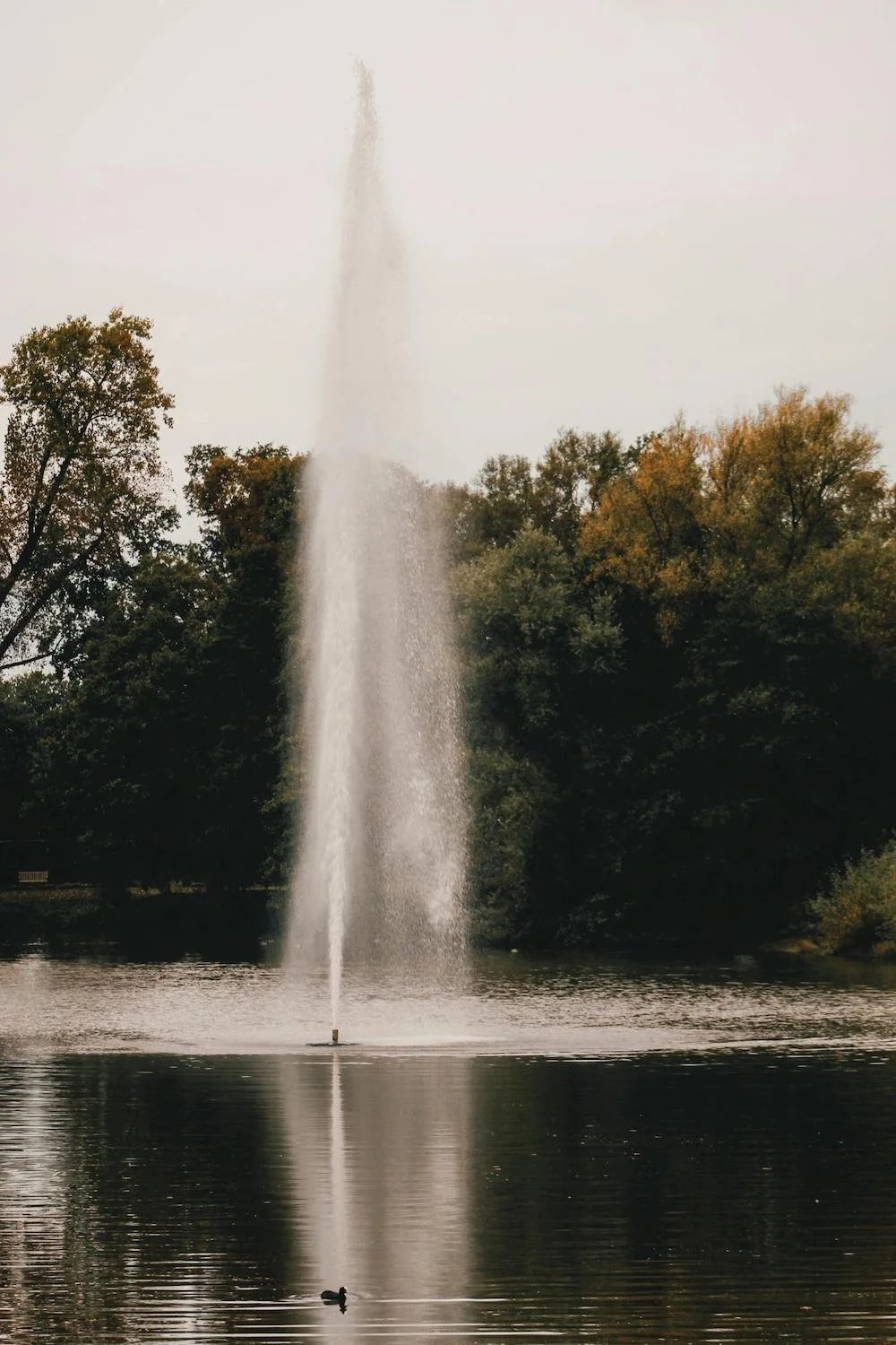 pond with fountain surrounded by trees